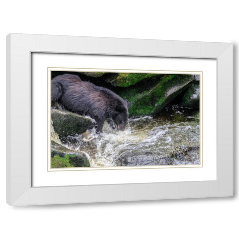 Black Bear-Salmon run-Anan Creek-Wrangell-Alaska-USA White Modern Wood Framed Art Print with Double Matting by Engelbrecht, Jim