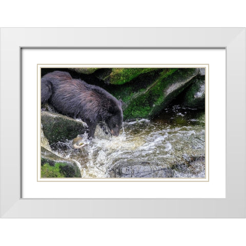 Black Bear-Salmon run-Anan Creek-Wrangell-Alaska-USA White Modern Wood Framed Art Print with Double Matting by Engelbrecht, Jim