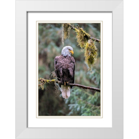 Bald Eagle-Anan Creek-Wrangell-Alaska-USA White Modern Wood Framed Art Print with Double Matting by Engelbrecht, Jim