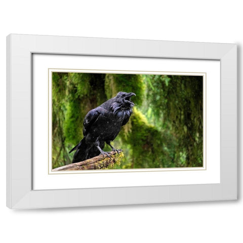 Raven-Anan Creek-Wrangell-Alaska White Modern Wood Framed Art Print with Double Matting by Engelbrecht, Jim