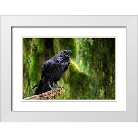 Raven-Anan Creek-Wrangell-Alaska White Modern Wood Framed Art Print with Double Matting by Engelbrecht, Jim