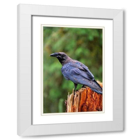 Raven-Anan Creek-Wrangell-Alaska White Modern Wood Framed Art Print with Double Matting by Engelbrecht, Jim