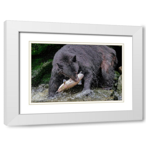 Black Bear-Salmon run-Anan Creek-Wrangell-Alaska-USA White Modern Wood Framed Art Print with Double Matting by Engelbrecht, Jim