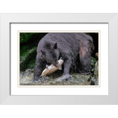 Black Bear-Salmon run-Anan Creek-Wrangell-Alaska-USA White Modern Wood Framed Art Print with Double Matting by Engelbrecht, Jim