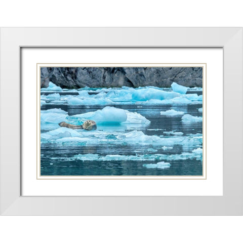 Harbor Seal-LeConte Bay-Alaska-USA White Modern Wood Framed Art Print with Double Matting by Engelbrecht, Jim