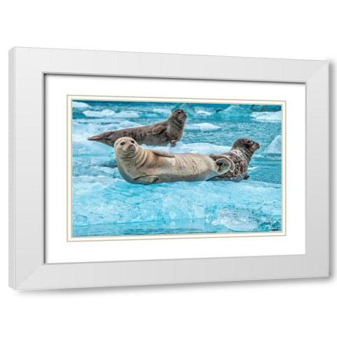 Harbor Seal-LeConte Bay-Alaska-USA White Modern Wood Framed Art Print with Double Matting by Engelbrecht, Jim
