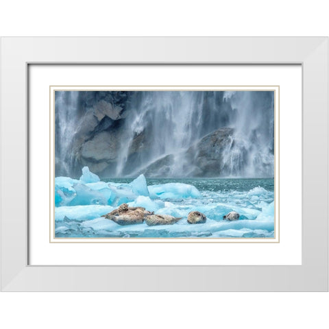 Waterfall-Harbor Seal-LeConte Bay-Alaska White Modern Wood Framed Art Print with Double Matting by Engelbrecht, Jim