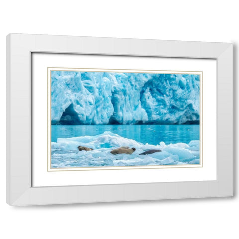 LeConte Glacier-Harbor Seal-LeConte Bay-Alaska-USA White Modern Wood Framed Art Print with Double Matting by Engelbrecht, Jim