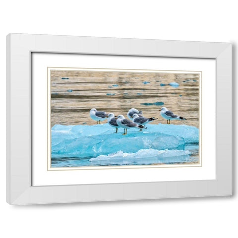 Seagulls on glacial ice-LeConte Bay-Alaska White Modern Wood Framed Art Print with Double Matting by Engelbrecht, Jim