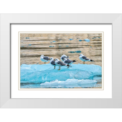 Seagulls on glacial ice-LeConte Bay-Alaska White Modern Wood Framed Art Print with Double Matting by Engelbrecht, Jim