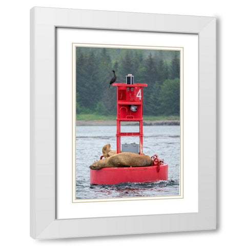 Cormorant and Steller sea lion-Ernest Sound-Wrangell-Alaska White Modern Wood Framed Art Print with Double Matting by Engelbrecht, Jim