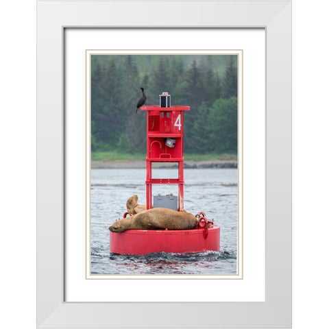 Cormorant and Steller sea lion-Ernest Sound-Wrangell-Alaska White Modern Wood Framed Art Print with Double Matting by Engelbrecht, Jim