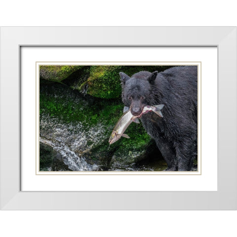Black Bear-Salmon run-Anan Creek Wrangell-Alaska-USA White Modern Wood Framed Art Print with Double Matting by Engelbrecht, Jim