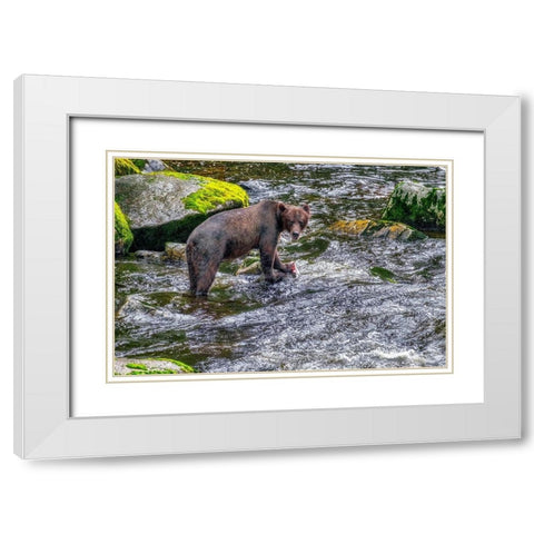 Grizzly Bear-salmon run-Anan Creek-Wrangell-Alaska-USA White Modern Wood Framed Art Print with Double Matting by Engelbrecht, Jim