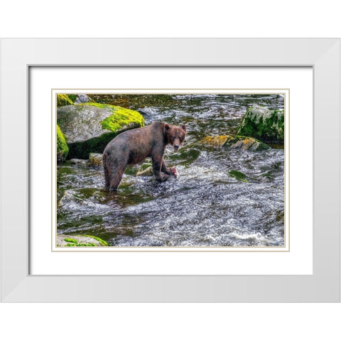 Grizzly Bear-salmon run-Anan Creek-Wrangell-Alaska-USA White Modern Wood Framed Art Print with Double Matting by Engelbrecht, Jim