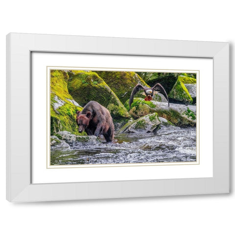 Grizzly Bear-salmon run-Anan Creek-Wrangell-Alaska-USA White Modern Wood Framed Art Print with Double Matting by Engelbrecht, Jim