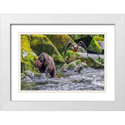Grizzly Bear-salmon run-Anan Creek-Wrangell-Alaska-USA White Modern Wood Framed Art Print with Double Matting by Engelbrecht, Jim