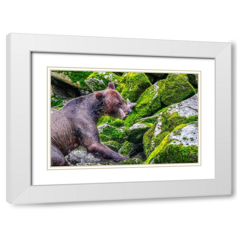 Grizzly Bear-salmon run-Anan Creek-Wrangell-Alaska-USA White Modern Wood Framed Art Print with Double Matting by Engelbrecht, Jim