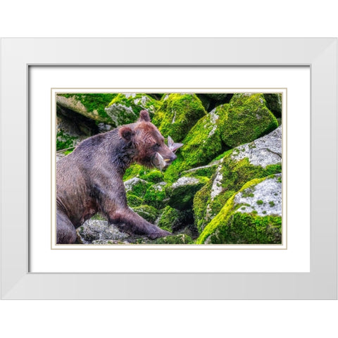 Grizzly Bear-salmon run-Anan Creek-Wrangell-Alaska-USA White Modern Wood Framed Art Print with Double Matting by Engelbrecht, Jim