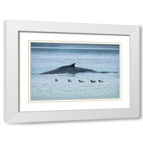 Humpback Whale-Ernest Sound-Wrangell-Alaska-USA White Modern Wood Framed Art Print with Double Matting by Engelbrecht, Jim