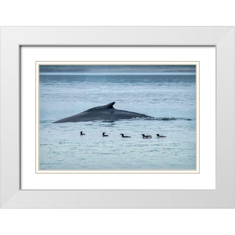 Humpback Whale-Ernest Sound-Wrangell-Alaska-USA White Modern Wood Framed Art Print with Double Matting by Engelbrecht, Jim