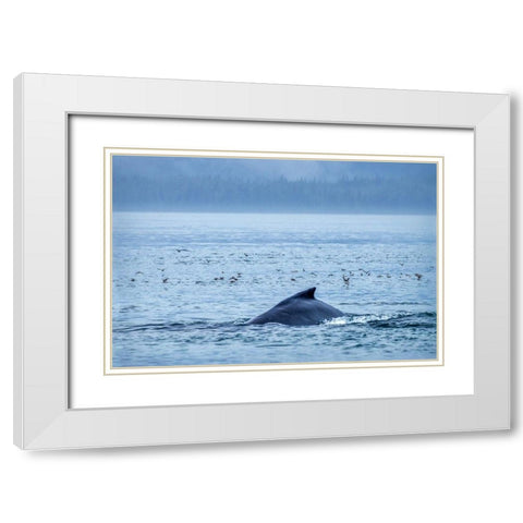 Humpback Whale-Ernest Sound-Wrangell-Alaska-USA White Modern Wood Framed Art Print with Double Matting by Engelbrecht, Jim