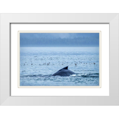 Humpback Whale-Ernest Sound-Wrangell-Alaska-USA White Modern Wood Framed Art Print with Double Matting by Engelbrecht, Jim