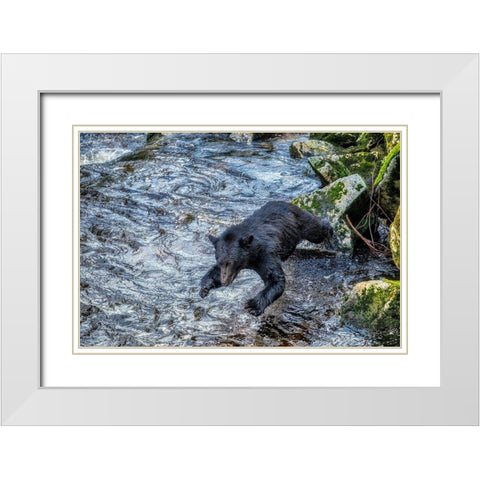 Black Bear-Salmon run-Anan Creek Wrangell-Alaska-USA White Modern Wood Framed Art Print with Double Matting by Engelbrecht, Jim
