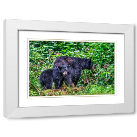 Black Bear adult and Cub-Anan Creek-Wrangell-Alaska-USA White Modern Wood Framed Art Print with Double Matting by Engelbrecht, Jim