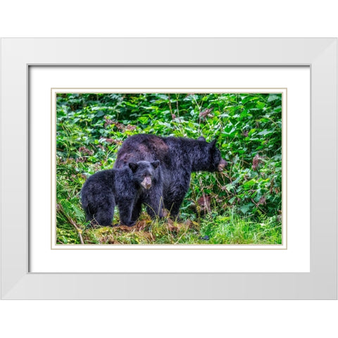 Black Bear adult and Cub-Anan Creek-Wrangell-Alaska-USA White Modern Wood Framed Art Print with Double Matting by Engelbrecht, Jim