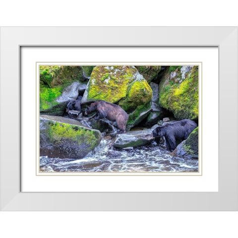 Black Bear-Salmon run-Anan Creek Wrangell-Alaska-USA White Modern Wood Framed Art Print with Double Matting by Engelbrecht, Jim