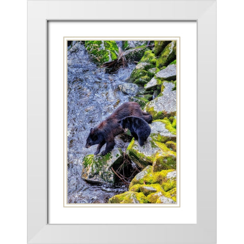 Black Bear adult and Cub-Anan Creek-Wrangell-Alaska-USA White Modern Wood Framed Art Print with Double Matting by Engelbrecht, Jim