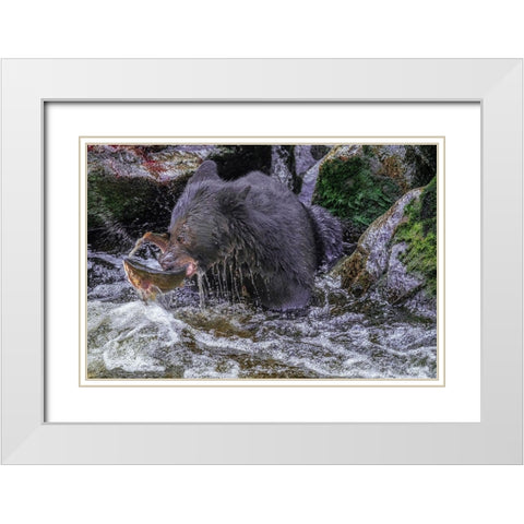 Black Bear-Salmon run-Anan Creek Wrangell-Alaska-USA White Modern Wood Framed Art Print with Double Matting by Engelbrecht, Jim