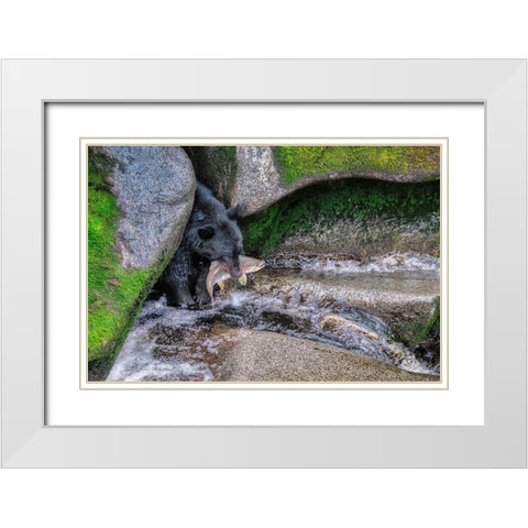 Black Bear-Salmon run-Anan Creek Wrangell-Alaska-USA White Modern Wood Framed Art Print with Double Matting by Engelbrecht, Jim