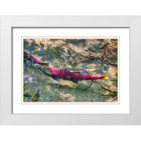 Pink Salmon-Juneau-Alaska-USA White Modern Wood Framed Art Print with Double Matting by Engelbrecht, Jim