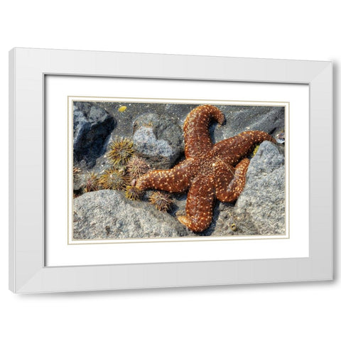 Sea Star-tidal pool-Juneau-Alaska-USA White Modern Wood Framed Art Print with Double Matting by Engelbrecht, Jim