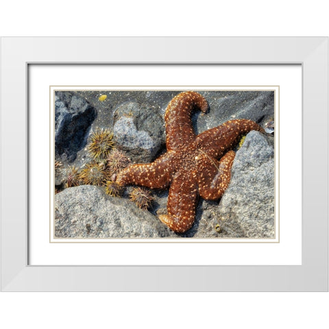 Sea Star-tidal pool-Juneau-Alaska-USA White Modern Wood Framed Art Print with Double Matting by Engelbrecht, Jim