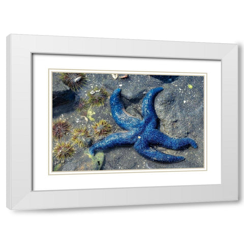 Blue Sea Star-tidal pool-Juneau-Alaska-USA White Modern Wood Framed Art Print with Double Matting by Engelbrecht, Jim