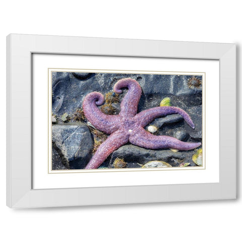 Purple Star-starfish-tidal pool-Juneau-Alaska-USA White Modern Wood Framed Art Print with Double Matting by Engelbrecht, Jim