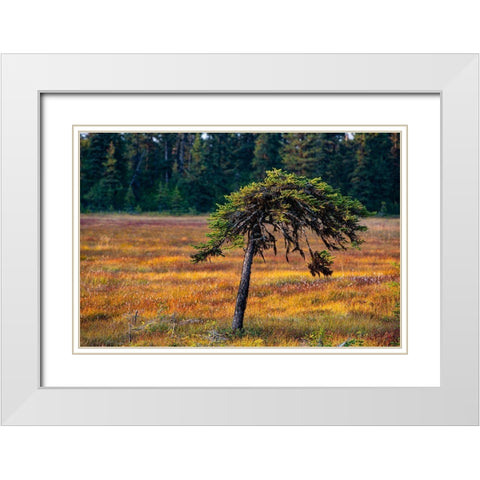 Homer-Alaska-miniature-black spruce-autumn colored field White Modern Wood Framed Art Print with Double Matting by Sienda, Jolly