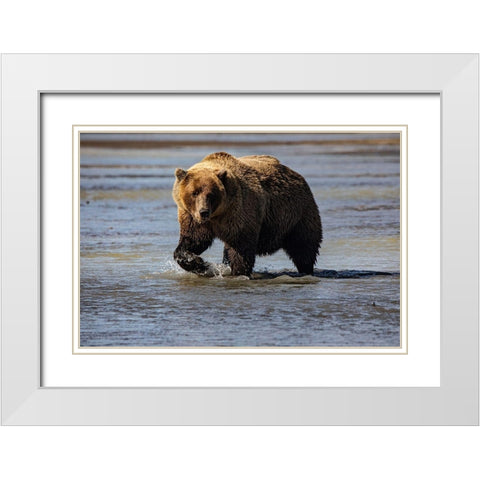 Lake Clark National Park and Preserve-Alaska-wilderness-bears-low tide-splashes-water-paw White Modern Wood Framed Art Print with Double Matting by Sienda, Jolly