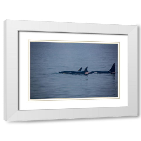 Kenai Fjords-Alaska-pod of Orca Killer Whales White Modern Wood Framed Art Print with Double Matting by Sienda, Jolly