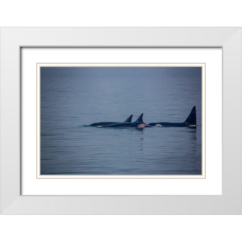 Kenai Fjords-Alaska-pod of Orca Killer Whales White Modern Wood Framed Art Print with Double Matting by Sienda, Jolly
