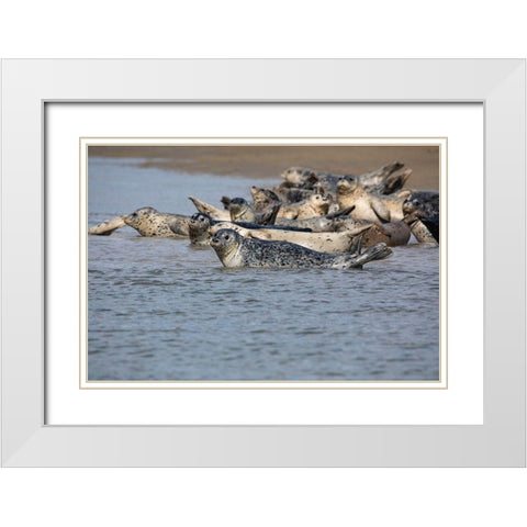 Lake Clark National Park and Preserve-Cook Inlet-Kenai Peninsula-Alaska-pod of seals on the mudflat White Modern Wood Framed Art Print with Double Matting by Sienda, Jolly