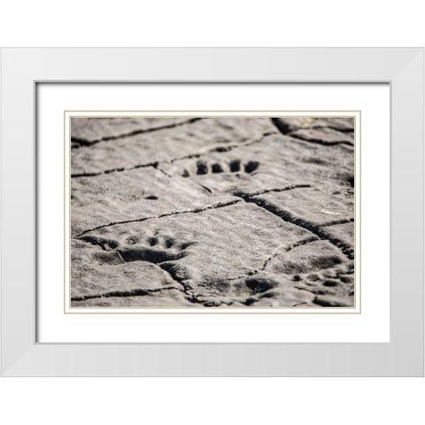 Lake Clark National Park and Preserve-Cook Inlet-Kenai Peninsula-Alaska-animal-footprints-mudflat White Modern Wood Framed Art Print with Double Matting by Sienda, Jolly