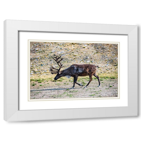 Denali-Alaska-Reindeer-large antlers-caribou White Modern Wood Framed Art Print with Double Matting by Sienda, Jolly