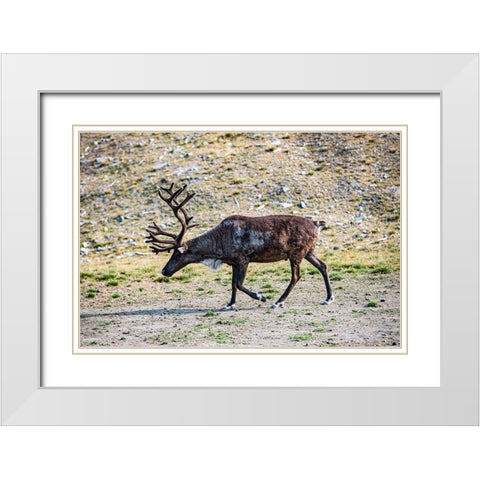 Denali-Alaska-Reindeer-large antlers-caribou White Modern Wood Framed Art Print with Double Matting by Sienda, Jolly