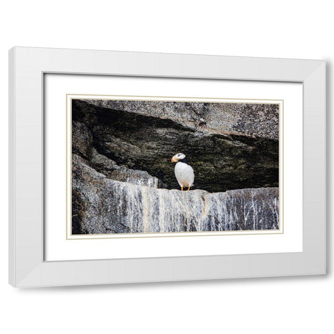 Seward-Alaska-Kenai Peninsula-puffin-seabird White Modern Wood Framed Art Print with Double Matting by Sienda, Jolly