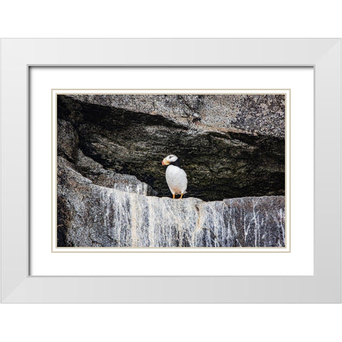 Seward-Alaska-Kenai Peninsula-puffin-seabird White Modern Wood Framed Art Print with Double Matting by Sienda, Jolly