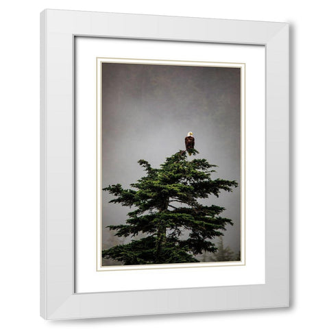 Prince William Sound-Alaska-Valdez-Bald Eagle perched on evergreen tree White Modern Wood Framed Art Print with Double Matting by Sienda, Jolly